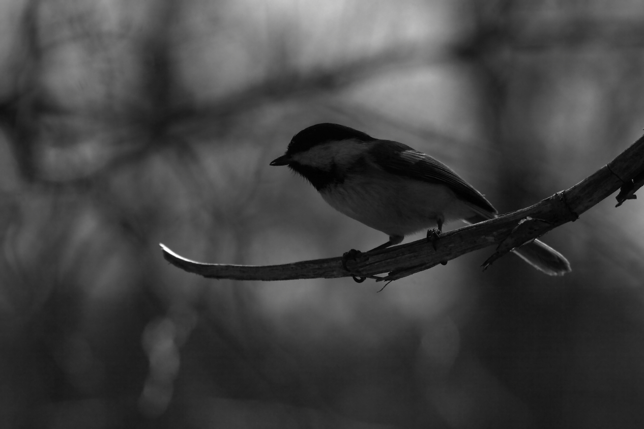 2015 04 02 HTP 000036863ebw